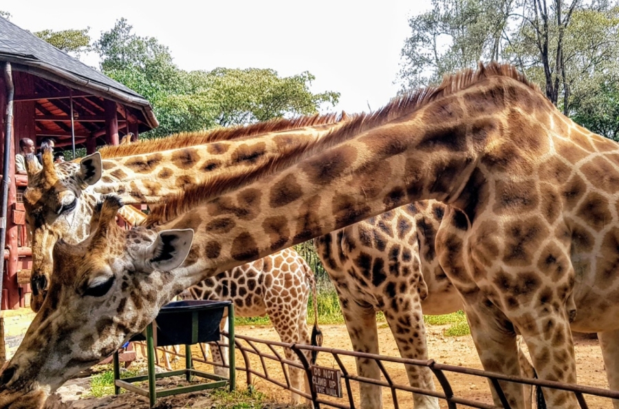 David Sheldrick Elephant Orphanage & Giraffe Center