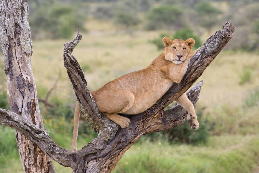 Tanzania Safaris