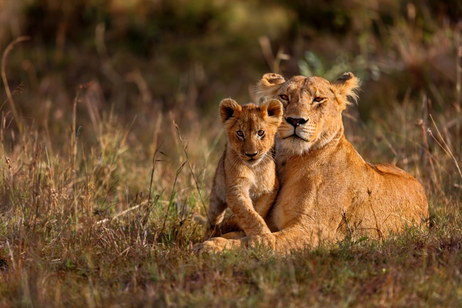 8 Days Amboseli, Lake Naivasha, Nakuru & Masai Mara Lodge Safari