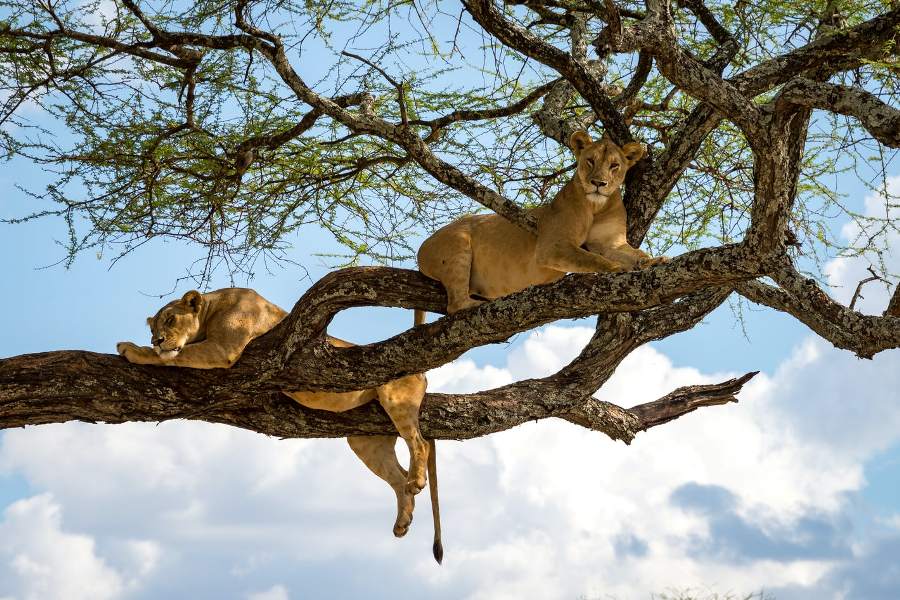 3 Days Lake Manyara & Ngorongoro Tanzania Wildlife Safari
