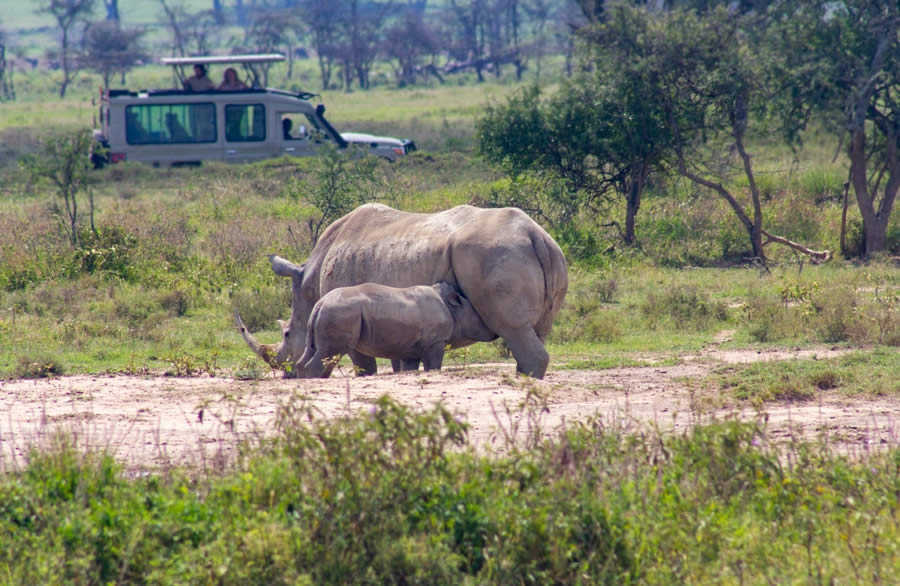 9 Days Amboseli, Nakuru, Masai Mara, Serengeti & Ngorongoro Tour