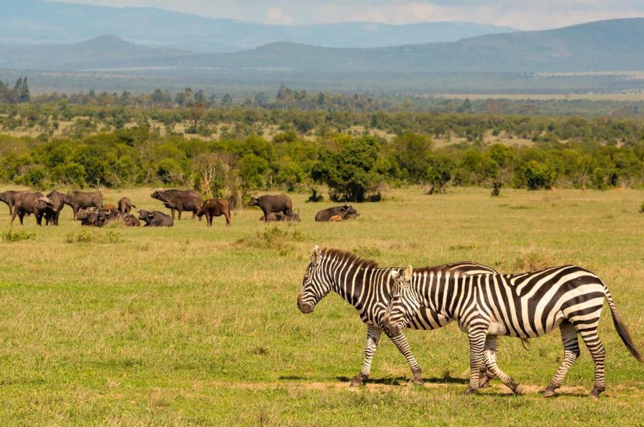 5 Days Ol Pejeta, Lake Nakuru & Masai Mara Lodge Safari