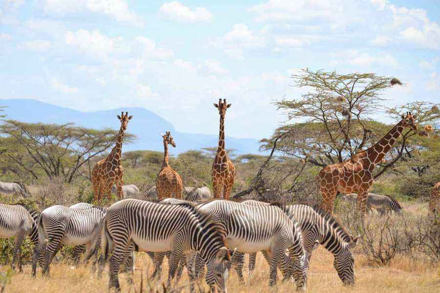 3 Days Samburu National Reserve Luxury Safari