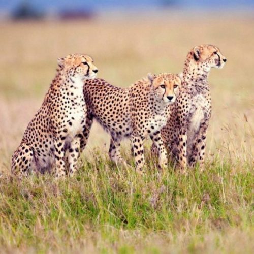 Serengeti-safaris3