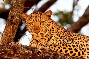 15 Days Kenya, Tanzania Wildlife Safari & Zanzibar Beach