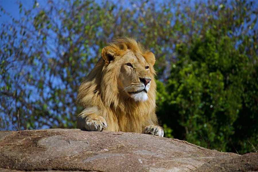 10 Days Best of Combined Kenya & Tanzania Lodge Safari