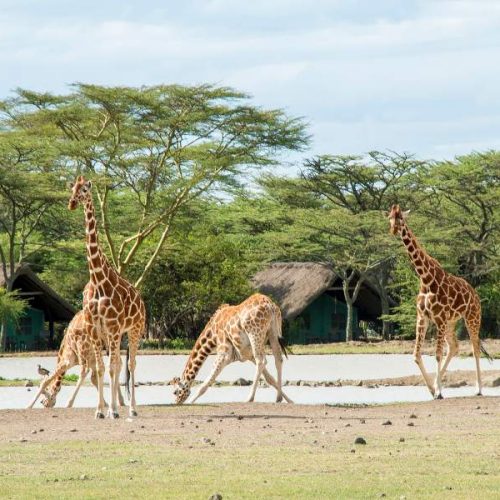 Sweetwaters-giraffe