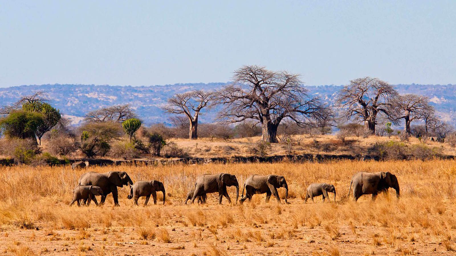 8 Days Amboseli, Manyara, Serengeti, Ngorongoro & Tarangire Camping