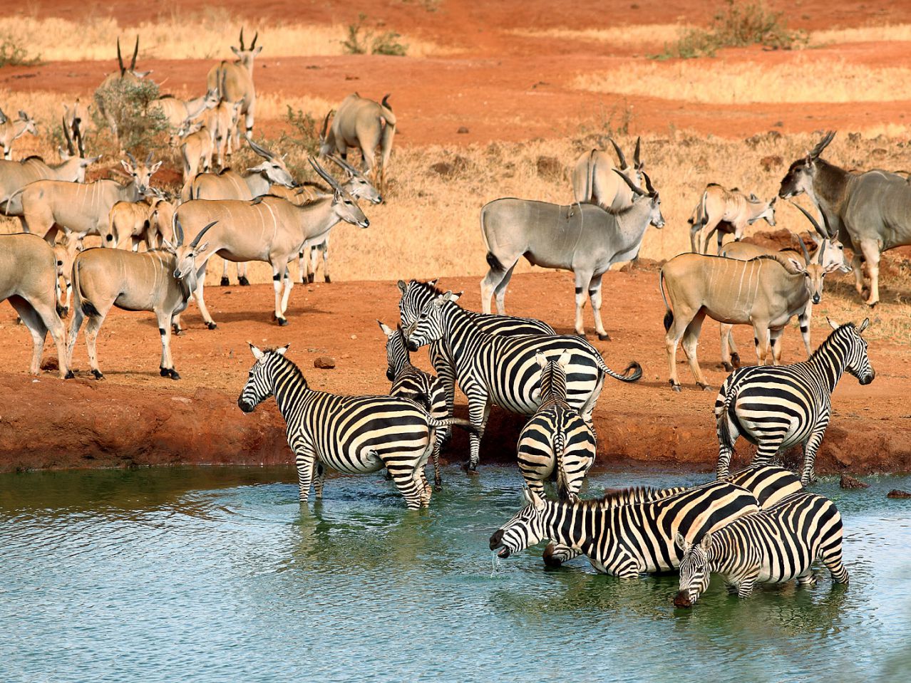 8 Days Masai Mara, Nakuru, Amboseli & Tsavo West Luxury Safari