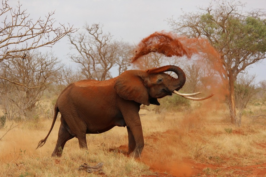 3 Days Tsavo East & Tsavo West Lodge Safari
