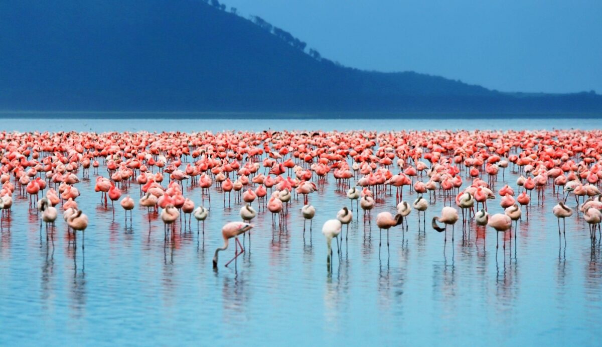5 Days Masai Mara Migration & Lake Nakuru Lodge Safari