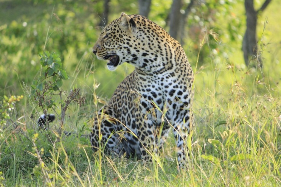5 Days Masai Mara Safari Photography Safari
