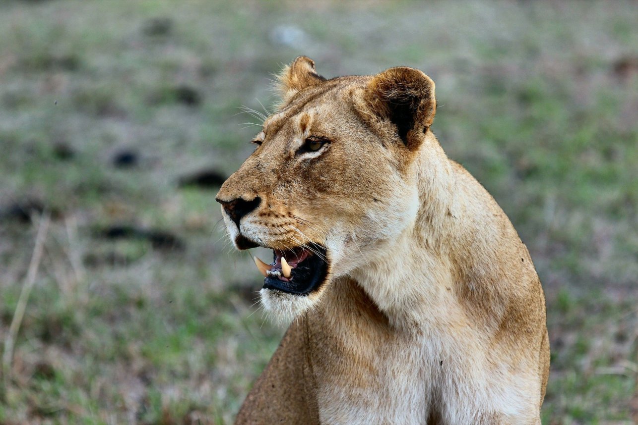 3 Days Masai Mara Budget Camping & Mid-Range Lodge Safari