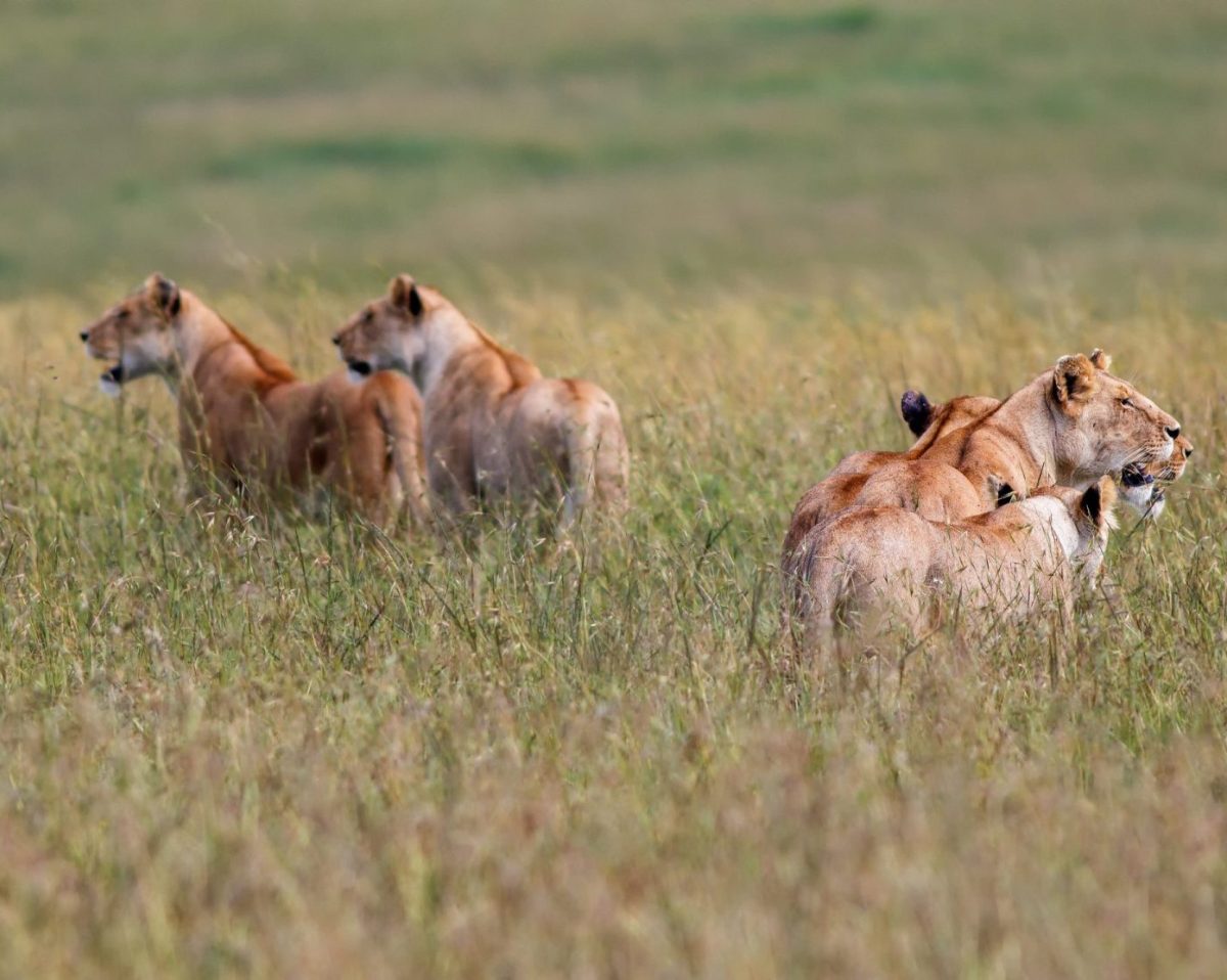 4 Days, 3 Nights Masai Mara & Lake Nakuru Kenya Safari