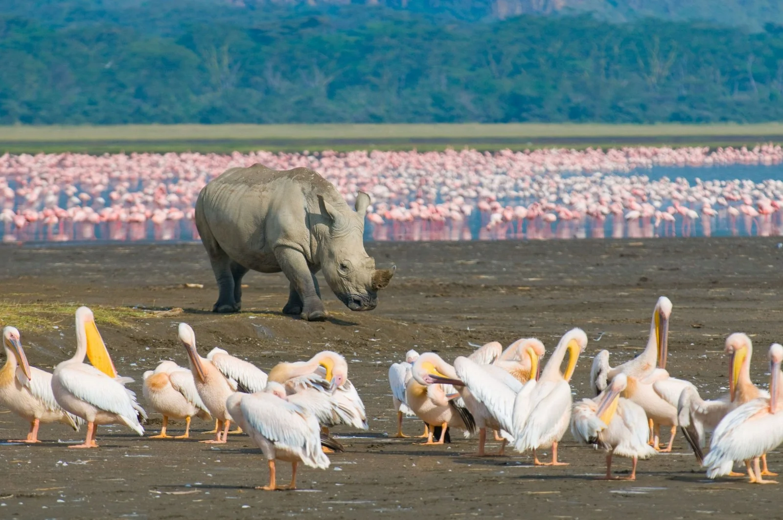 11 Days, 10 Nights Kenya & Tanzania Camping Safari Adventure