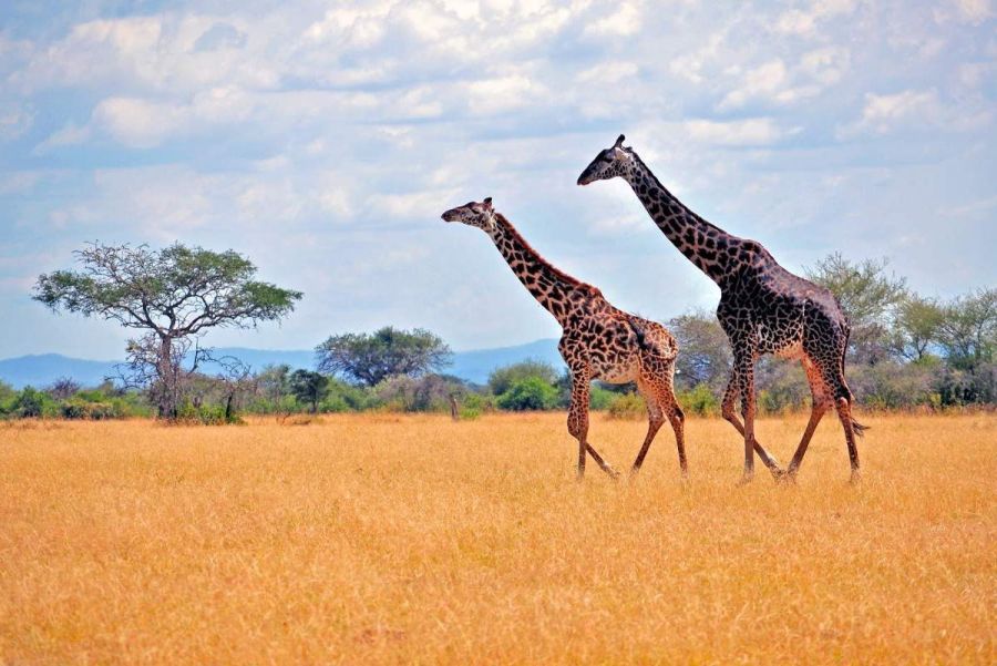 4 Days Serengeti & Ngorongoro Safari Adventure