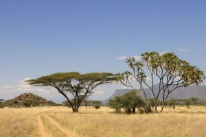 10 Days Kenya Photographic Flying Safari: Samburu & Masai Mara
